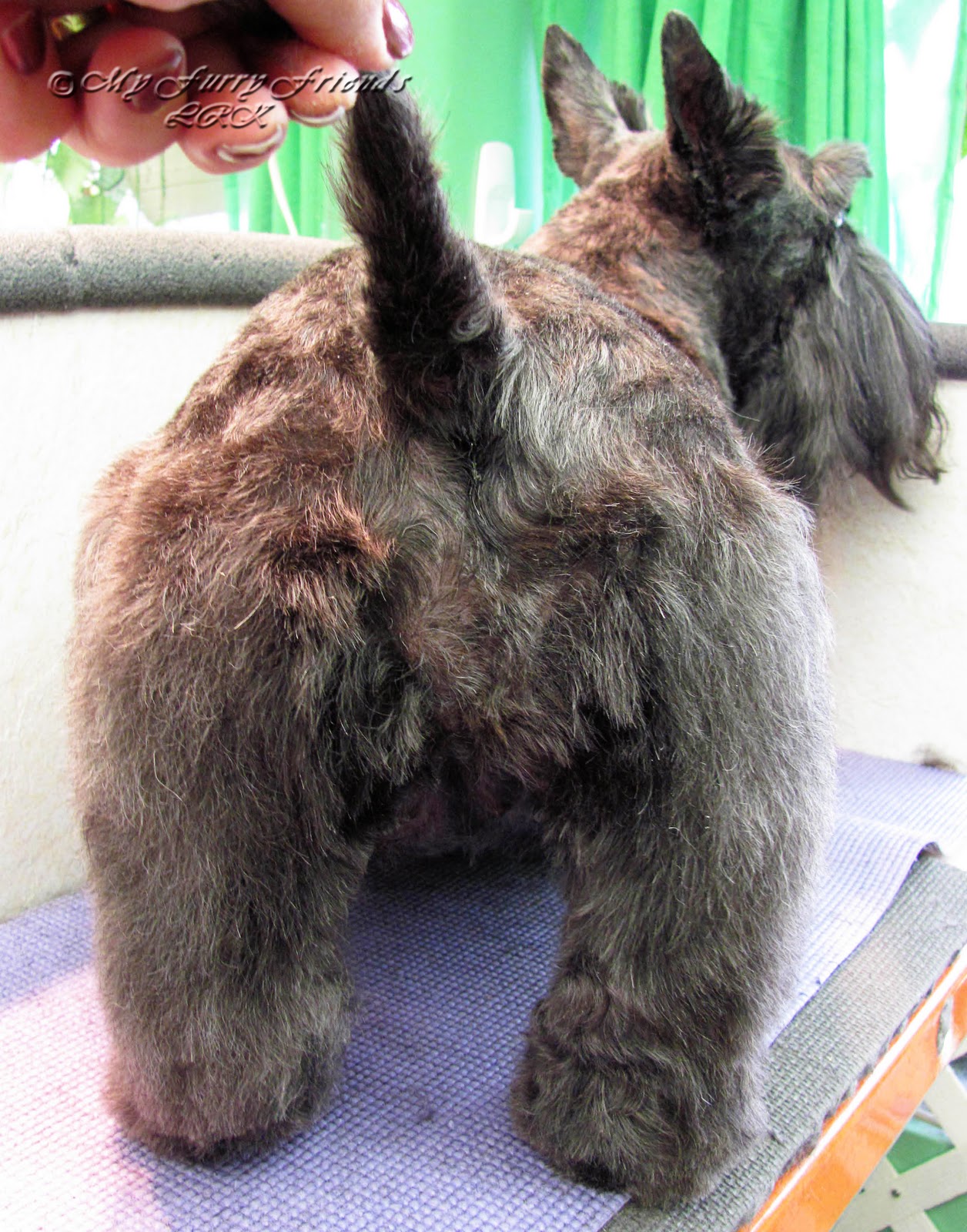 Pet Grooming The Good, The Bad, & The Furry Dematting a Scottie