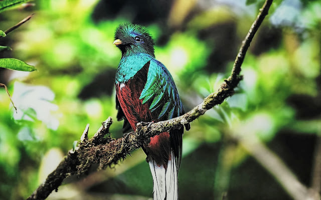 Wallpaper Quetzal Bird