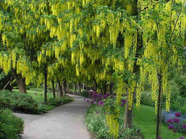 PlantWerkz Golden Shower Tree Cassia Fistula