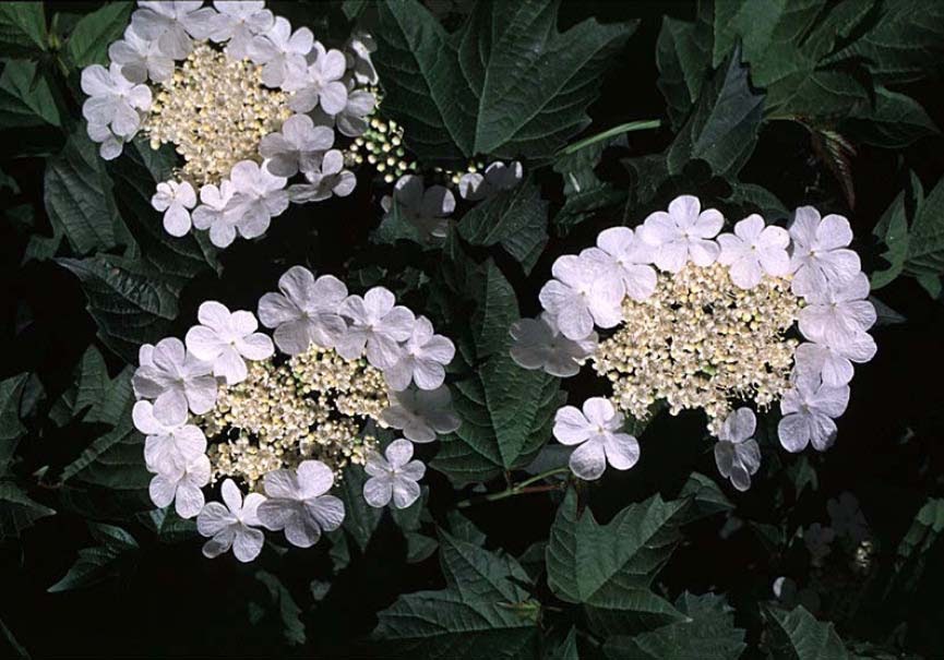 Beechwood Landscape Architecture and Construction