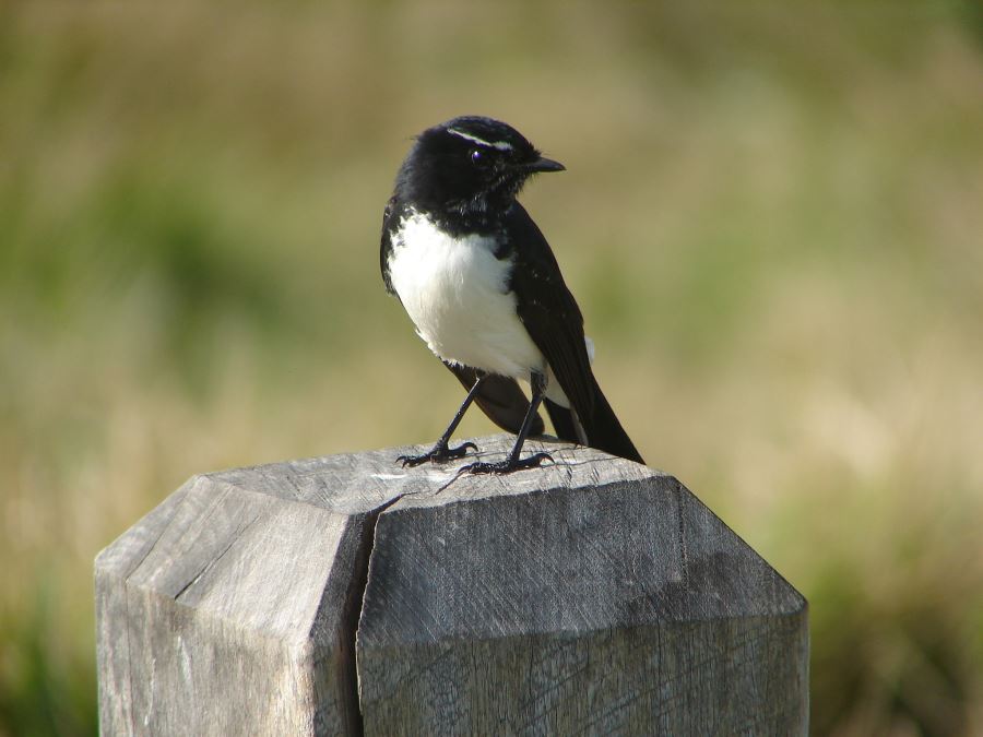 Blue Willy Wagtail