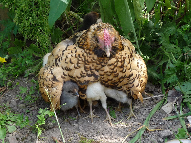 The Holistic Hen - How to raise quail, chickens and ...