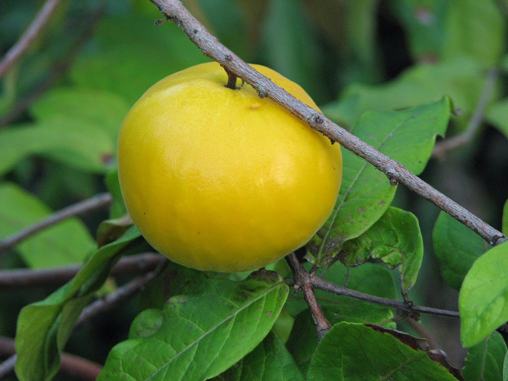 Savia Natura BENEFICIOS DEL ARAZÁ EN NUESTRA SALUD