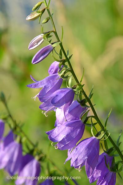 campanula rapunculoides