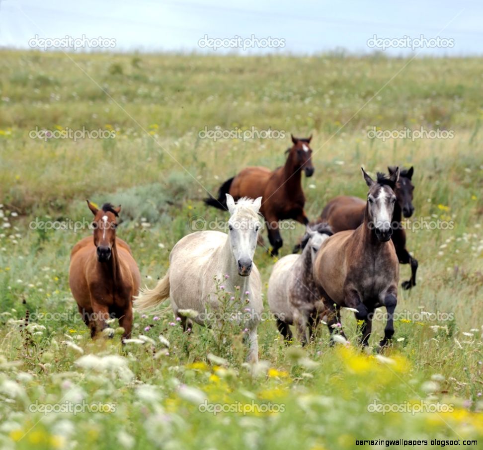 Herd of wild horses running on the field — Stock Photo © dozornaya Herd of wild horses running on the field — Stock Photo © dozornaya