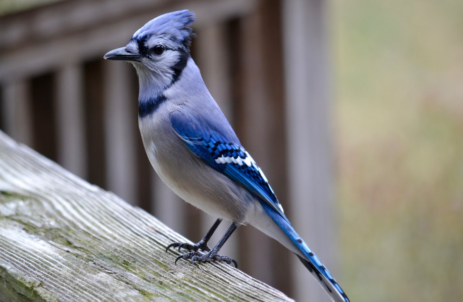 it s all about purple feeding the jays it s all about purple feeding the jays
