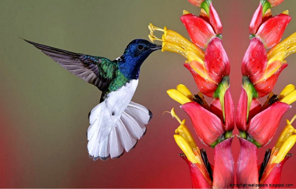 Colibri Bird Wallpaper Wallpapers9 Colibri Bird Wallpaper Wallpapers9