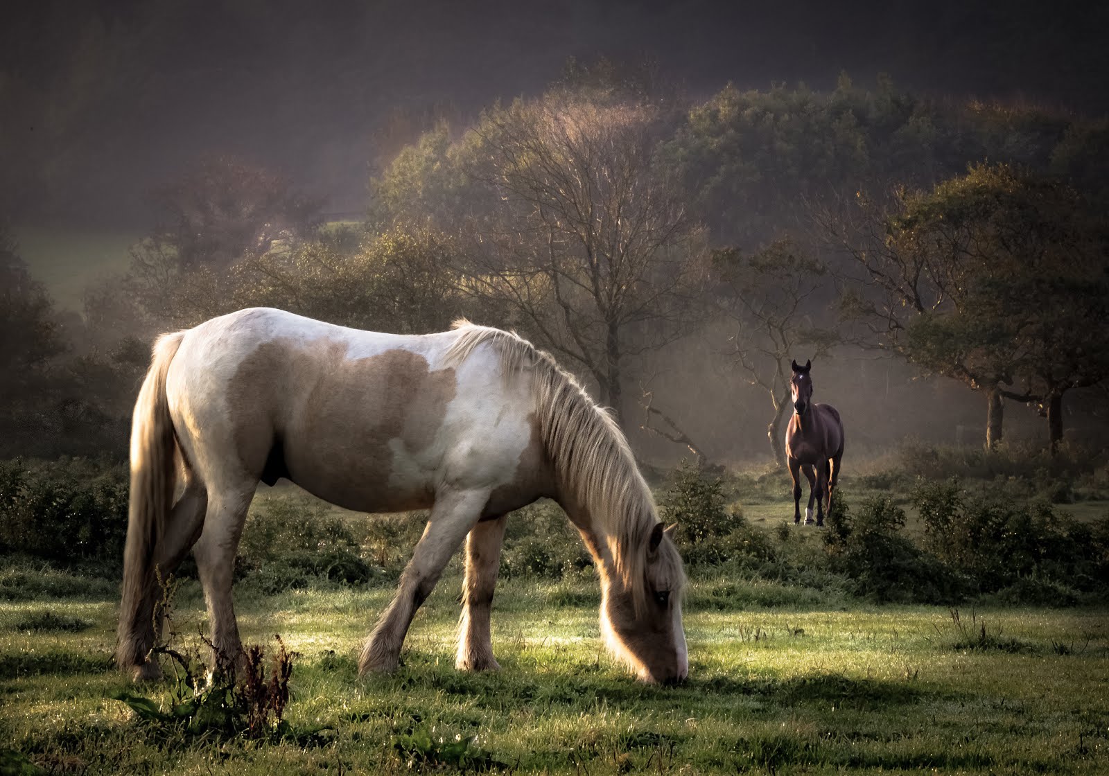 Hermosos caballos en un paisaje fantástico Equinos (imagenes facebook