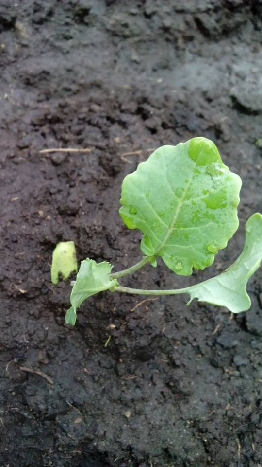 Cultivo de brócoli y su manejo organico: Cultivo Brócoli