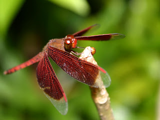 http://3.bp.blogspot.com/-DEfNjJTGdZA/TWCCG3-6vjI/AAAAAAAAA7Q/za5NuYQ2hRw/s1600/dragonfly_wallpapers.jpg