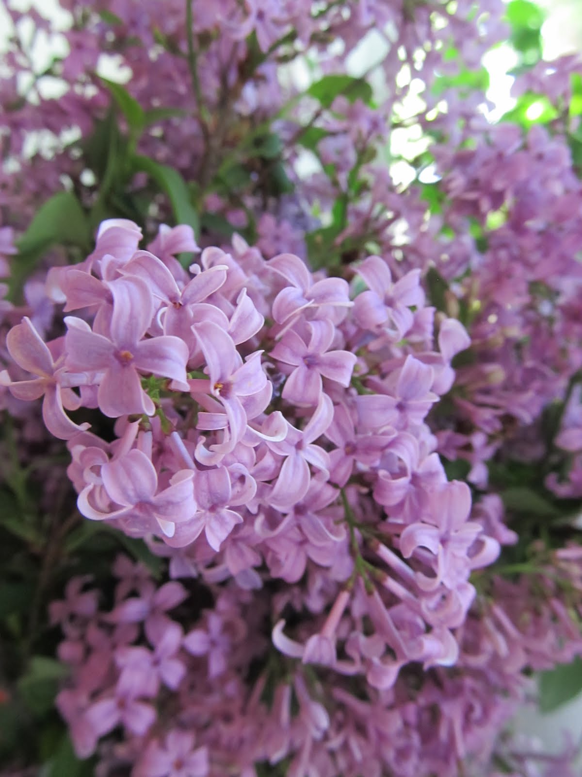 Lilacs On The Prarie
