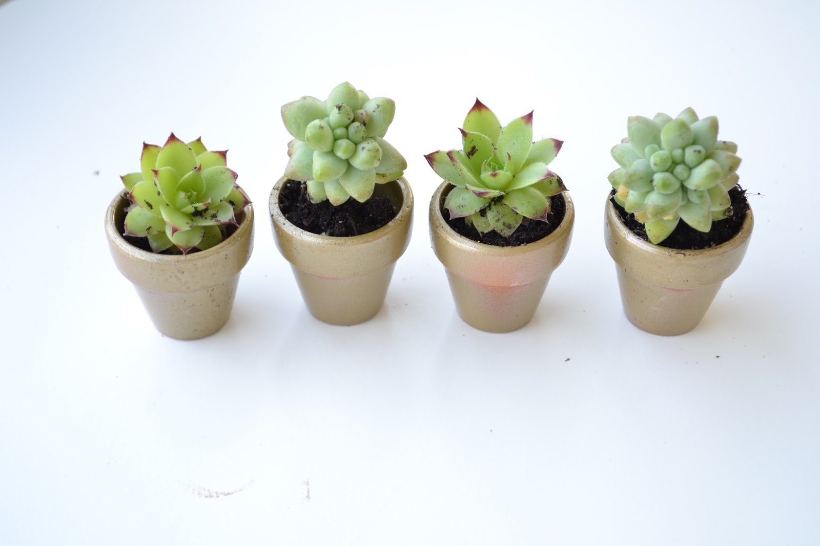 All Things Pink and Pretty DIY Mini Succulent Planters