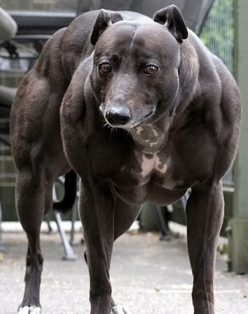 Wendy, o cão mais musculoso do mundo.