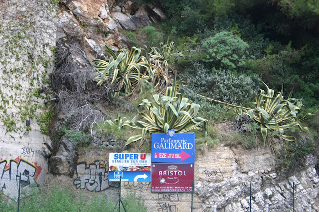 Weigela Junglekey Fr Image 250