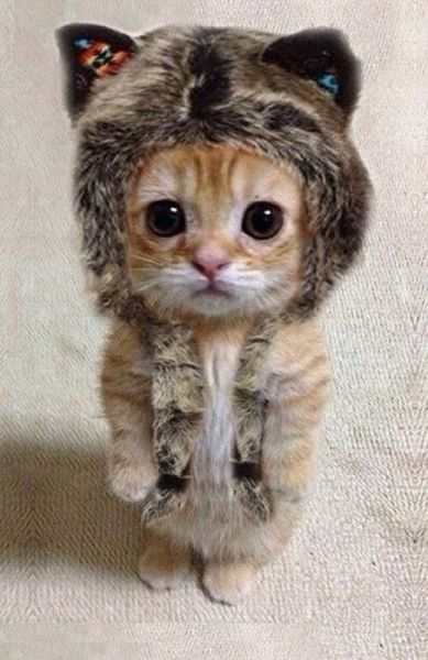 Fotos muy tiernas de animales. | Quiero más diseño