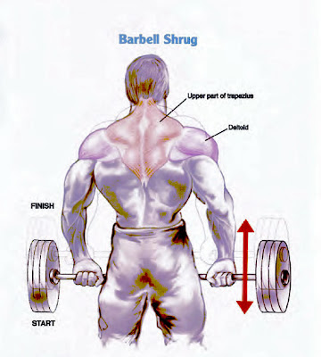 Bodybuilding Exercises Anatomy
