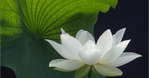 Artline : Feel The Creation!: White Lotus Flower 