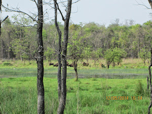 Herd of Gaur  grazing in Erai dam  Swamp