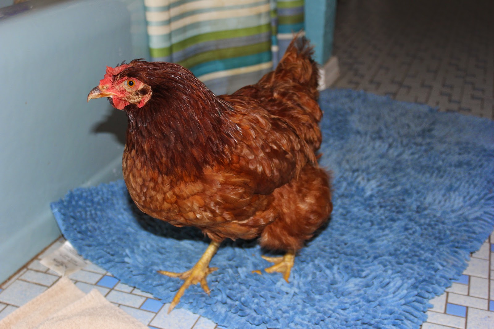 HighTail Farms Our Egg Bound Hen