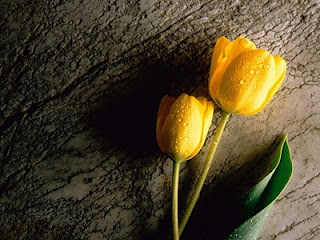 Tulipán, una flor con historia . dos tulipanes amarillos