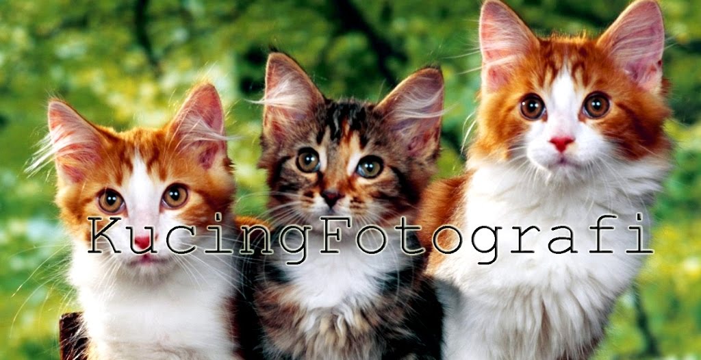 Kucing Fotografi