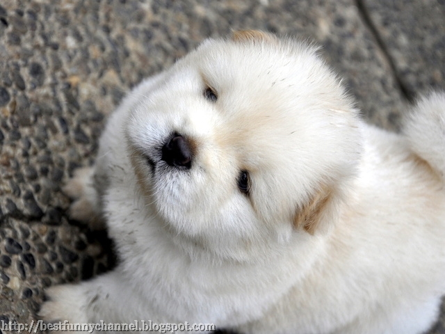  Fluffy white puppy