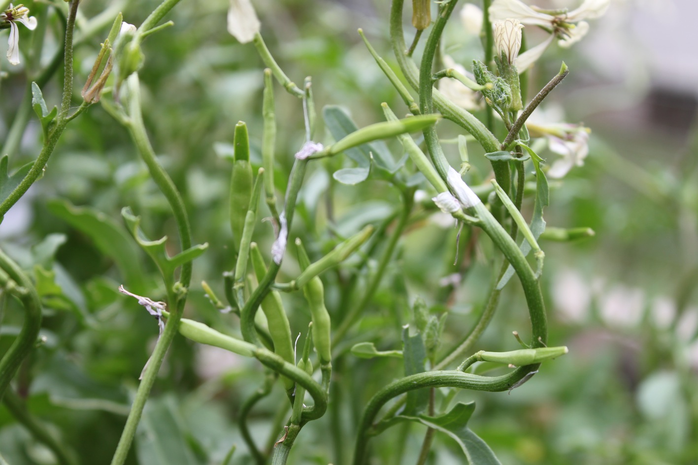 Sustainable Garden Design Native Gardens Permaculture Collecting