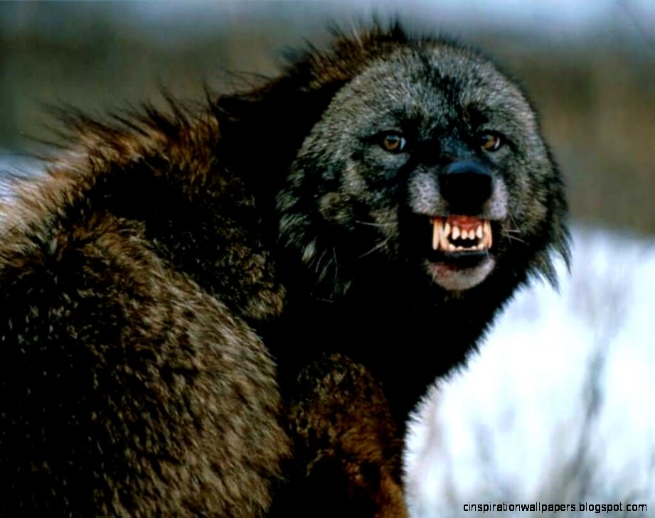 Angry Wolverine Animal Angry Wolverine Animal