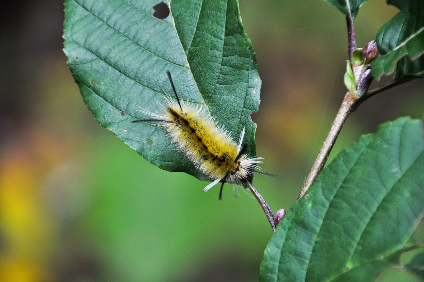 Banded Tussock Moth Caterpillar