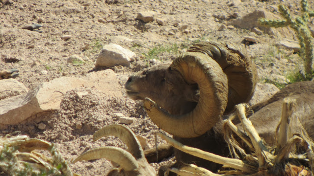 Arizona%2BDesert%2BBighorn%2BSheep%2BHunting%2BThe%2BGnarly%2BRam%2Bwith%2BColburn%2Band%2BScott%2BOutfitters%2B1.JPG