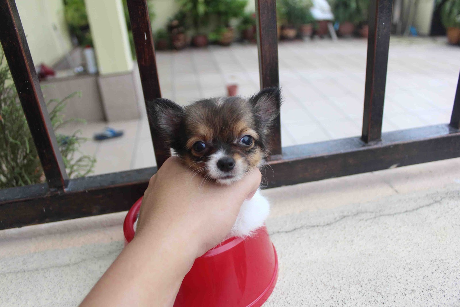 LovelyPuppy Long Coat ChiHuaHua Puppy