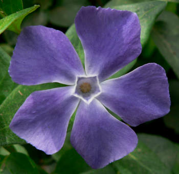pictures of periwinkle