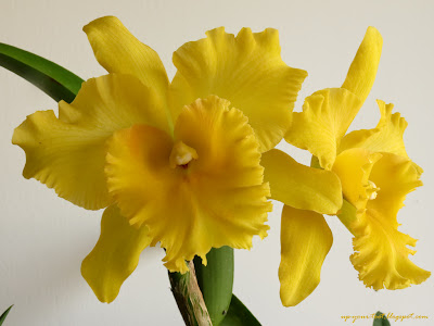 Blc. Ploenpit Golden Delight