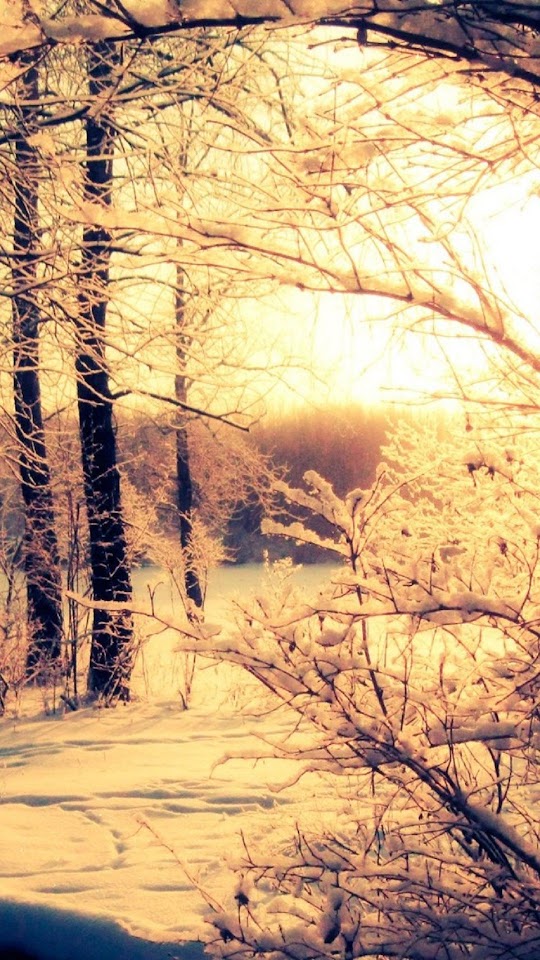   Winter Woods Sunset   Android Best Wallpaper