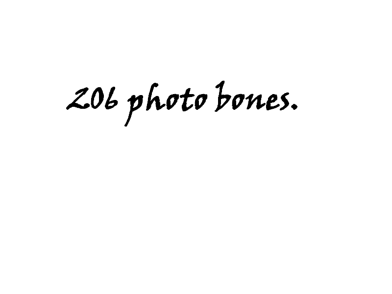206 photo bones