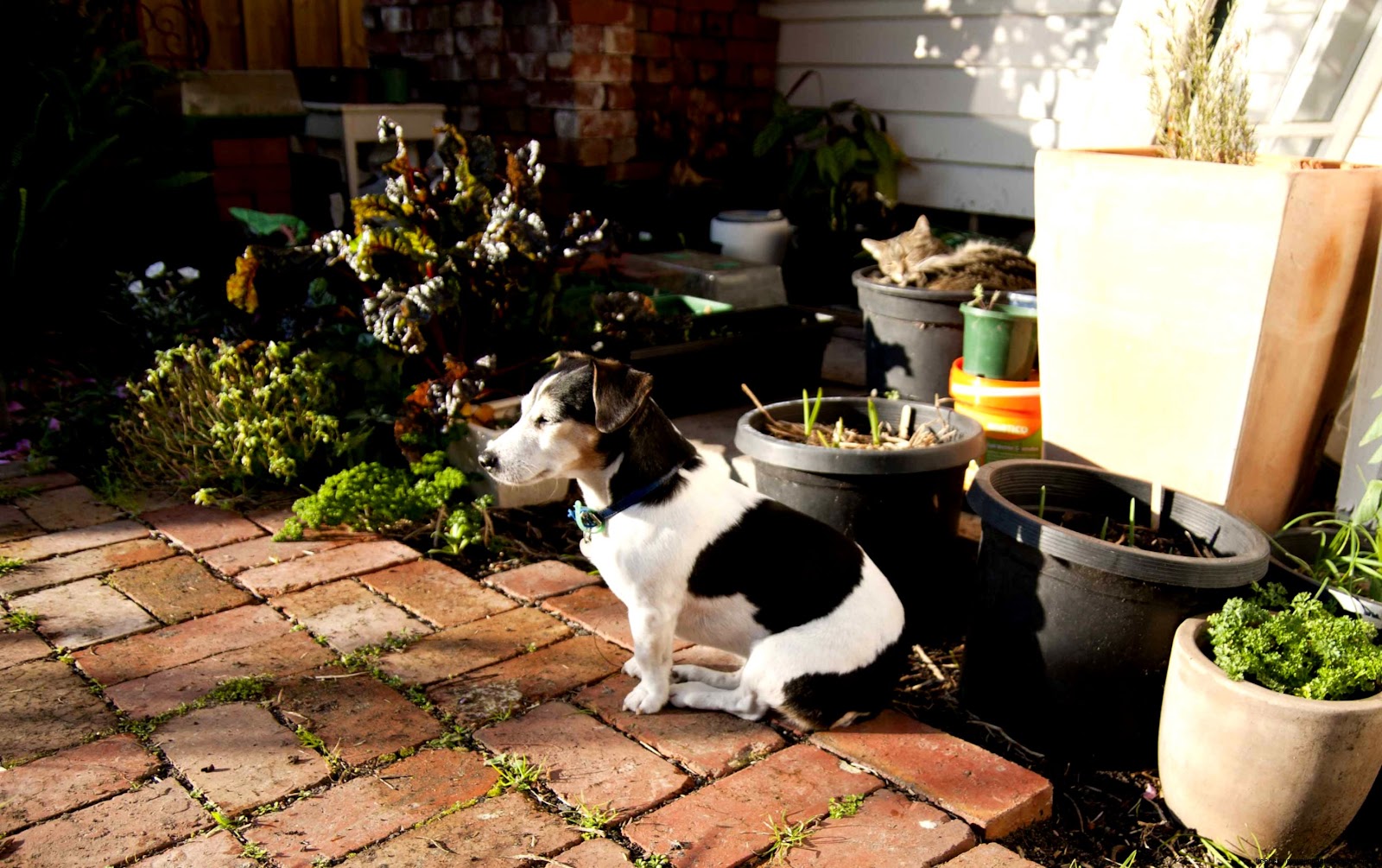 Dog Pennys Garden a harvest beyond my front door Dog Pennys Garden a harvest beyond my front door