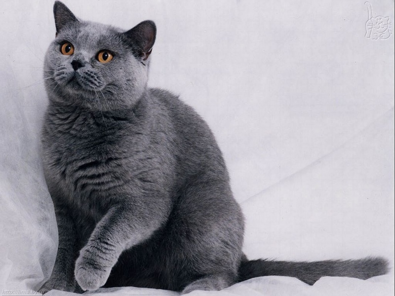 Adorable Russian Blue Cat