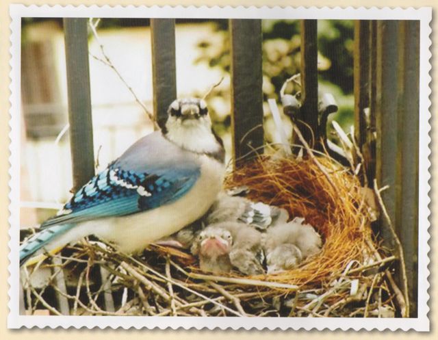 my baby blue jays john berendt