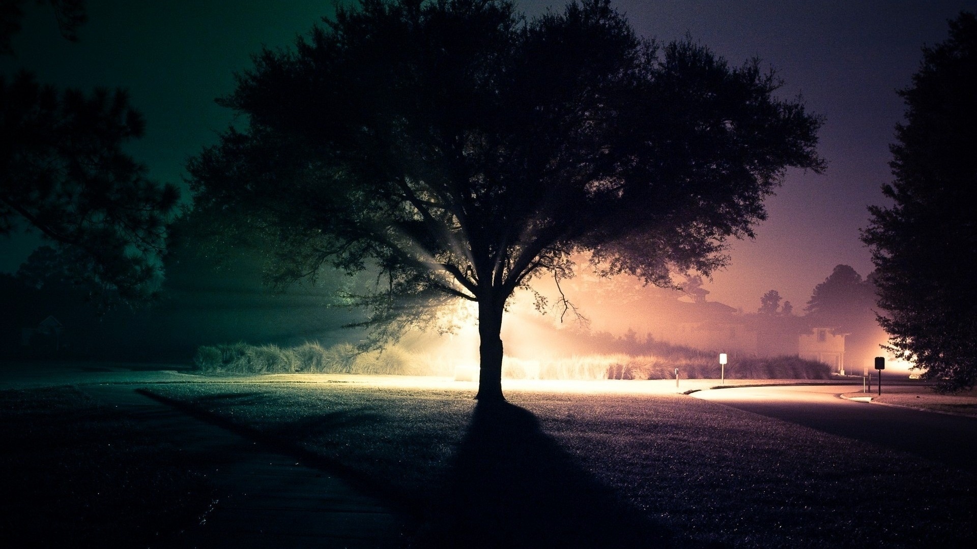 Light Landscapes Trees Night Roads High Definition Wallpapers HD wallpapers