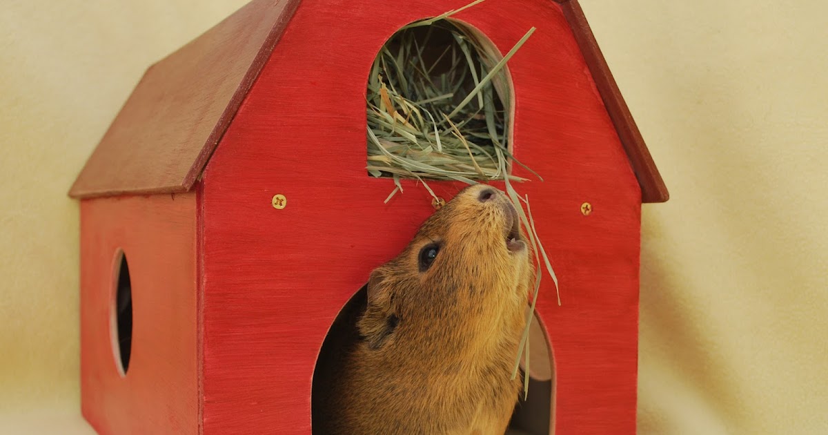 Cali Cavy Collective a blog about all things guinea pig Wooden guinea