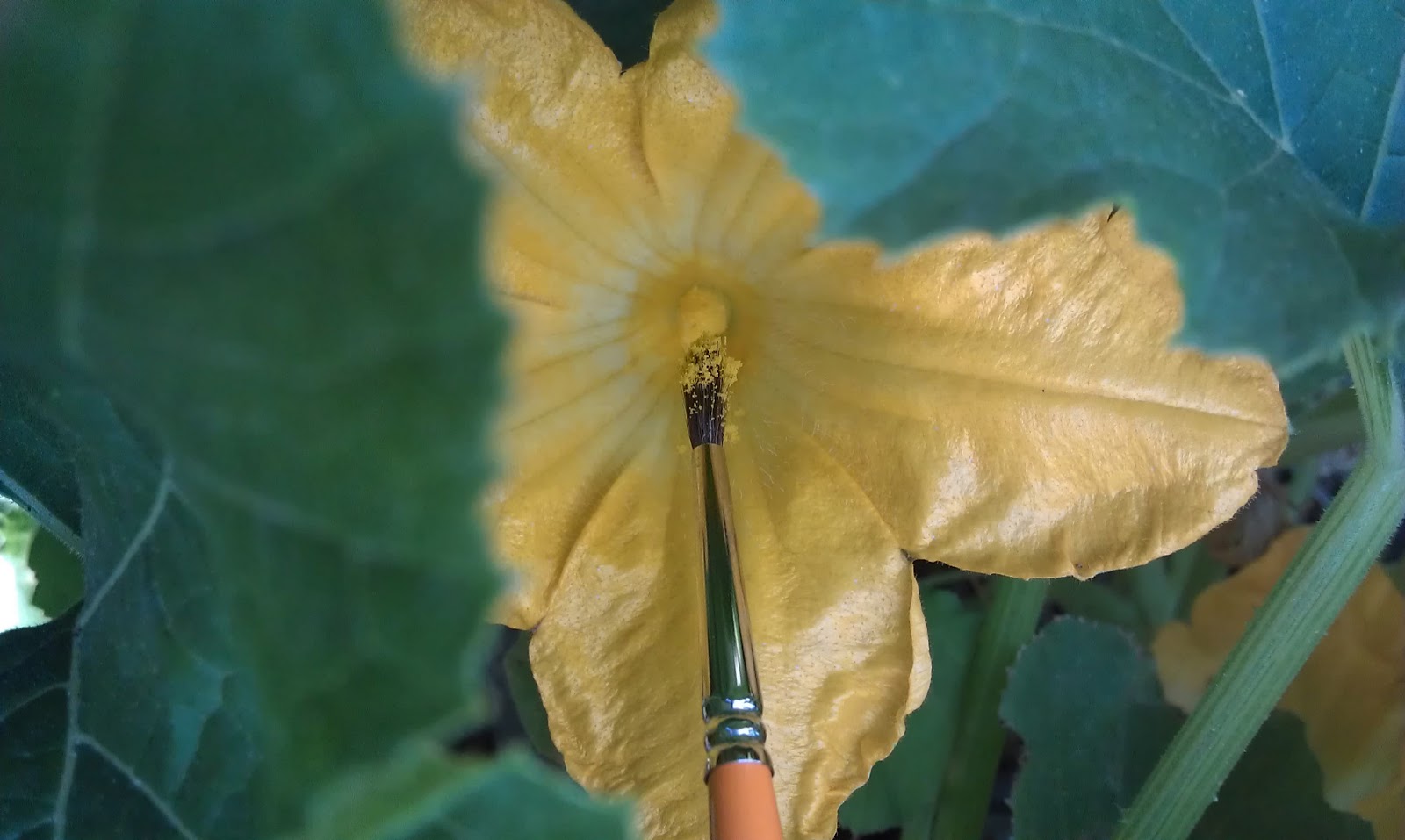 Backyard Chicken Ladythinking out loud HandPollinating, Part 1