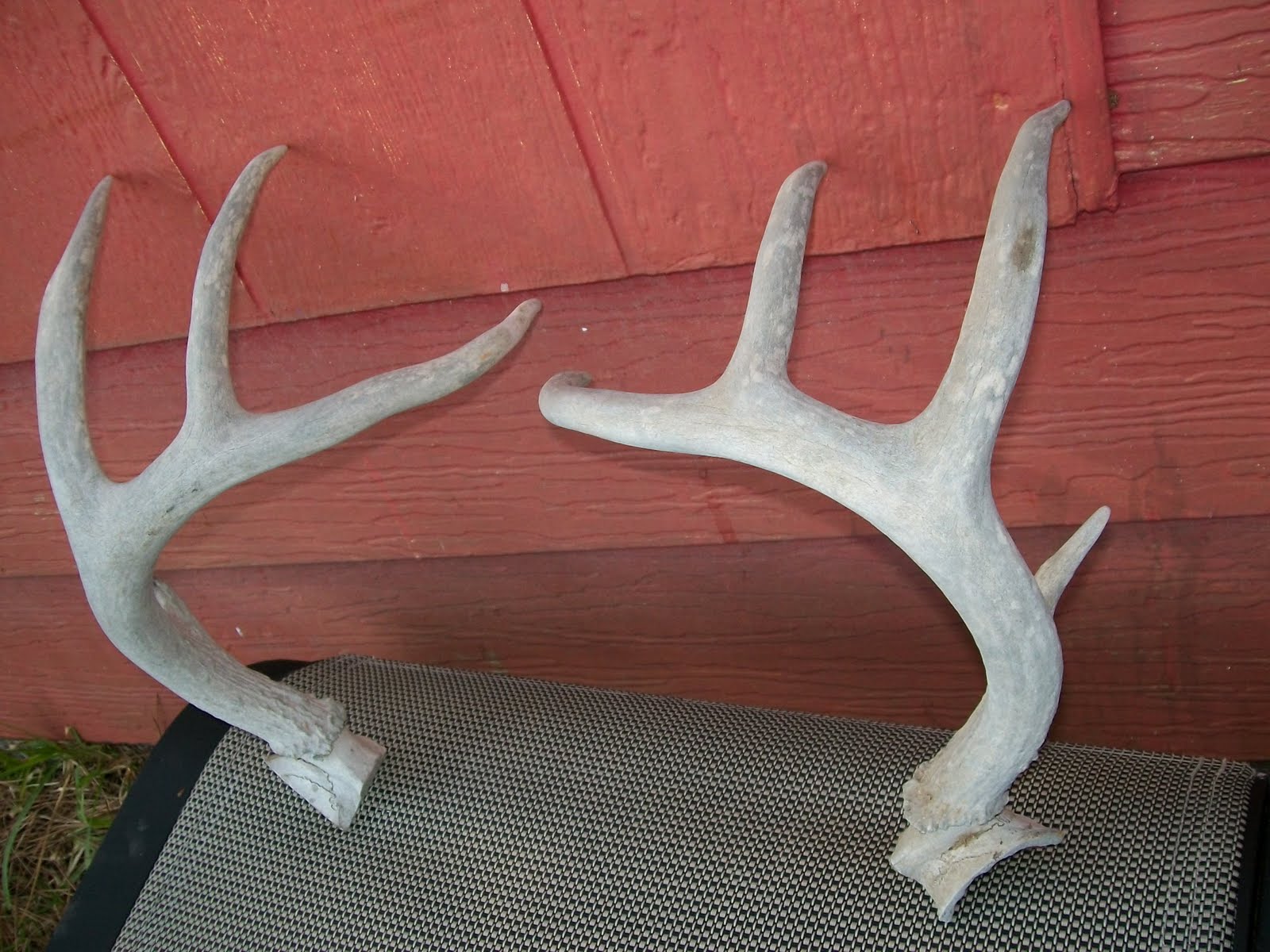 Estate Sale Services 409.750.3688 Roland Dressler Deer Antlers 8