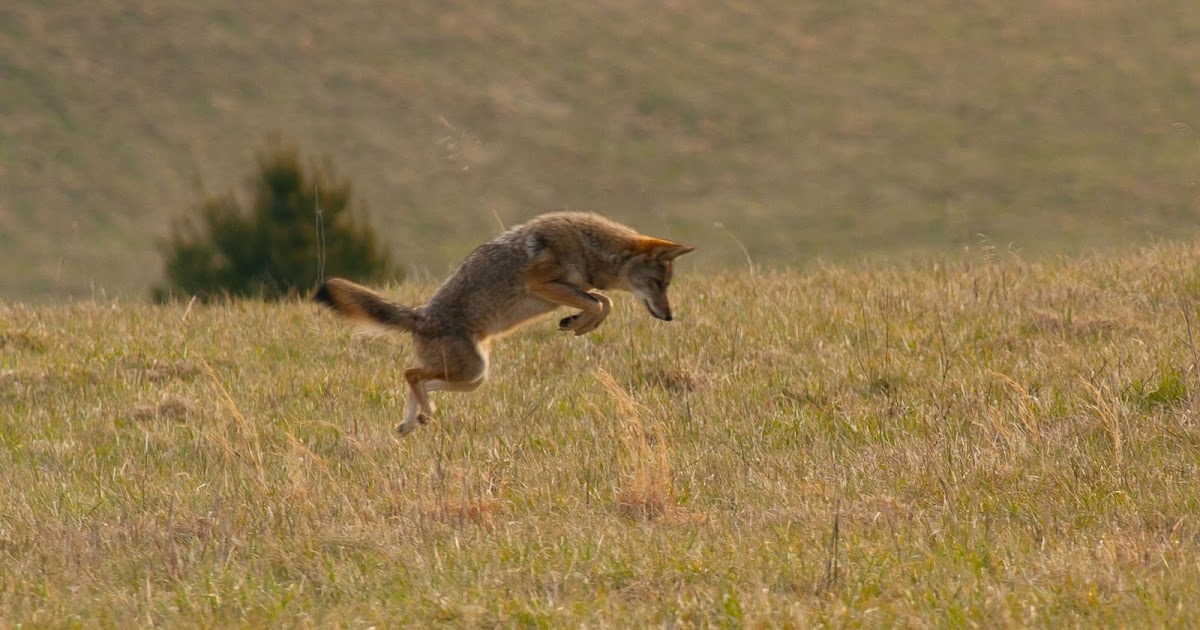 MAP Artistic Photography Photo of the Day Coyote Pounce, Great Smoky