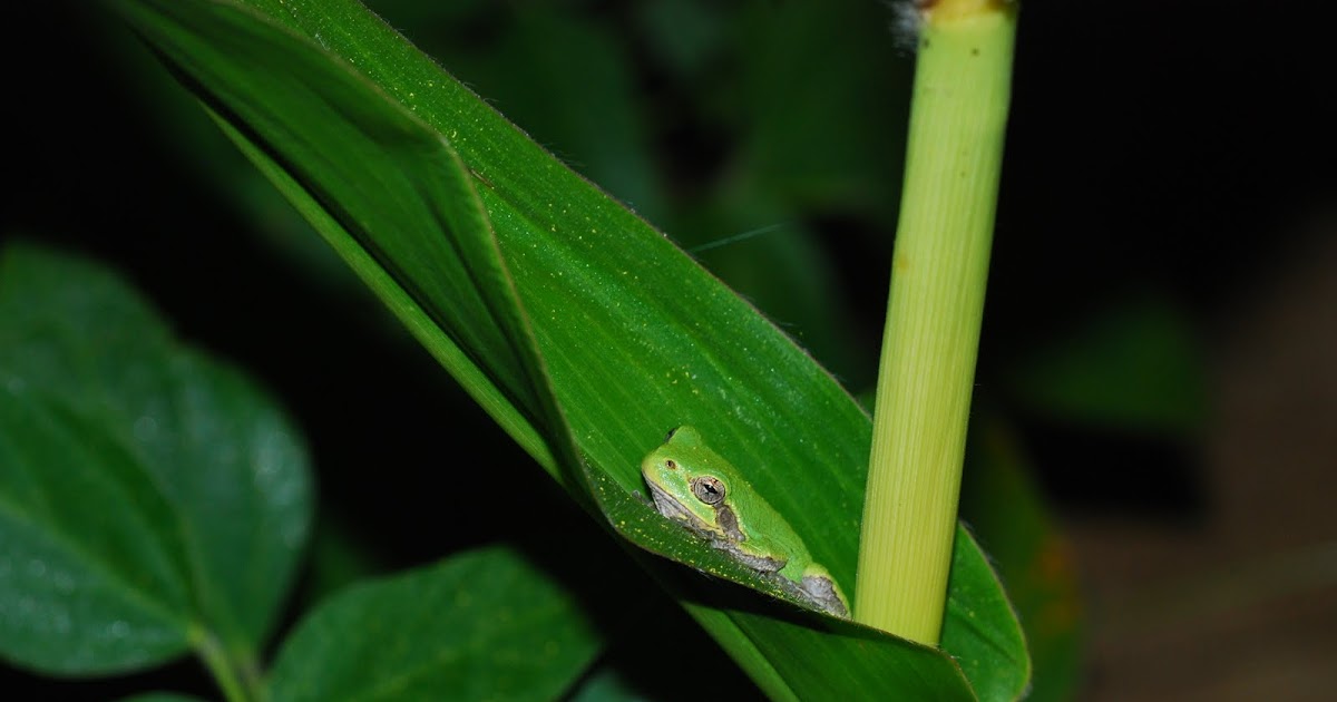 Explore Missouri Gray Tree Frog