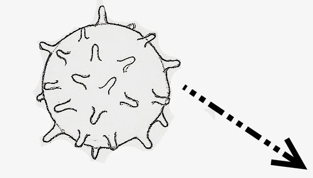 Le virus influenza