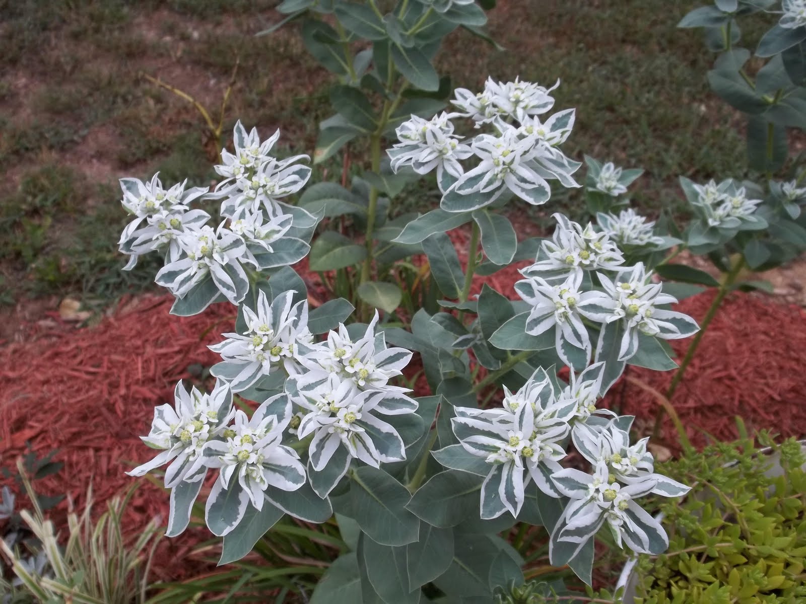 Life is a Journey We have SnowontheMountain in August!