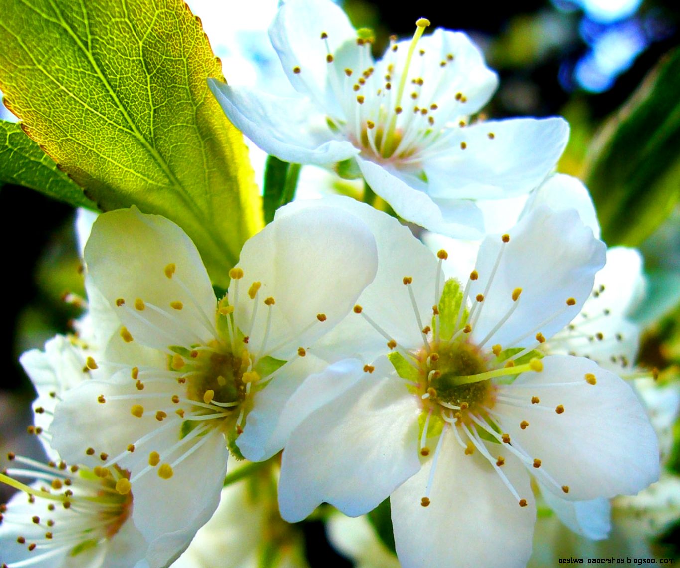 plum tree flower by MarcosRodriguez on DeviantArt plum tree flower by MarcosRodriguez on DeviantArt