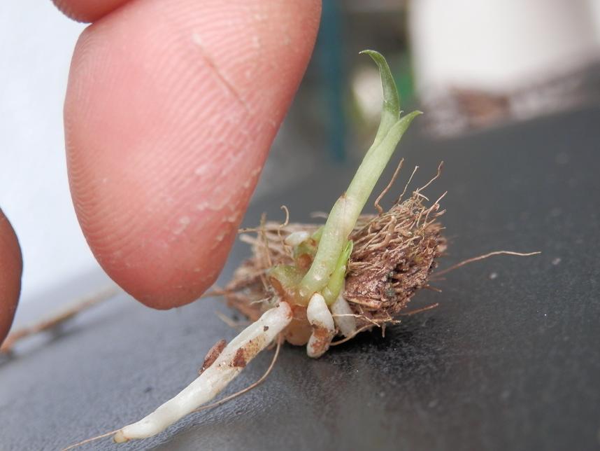 catasetumian orchids protocorns, symbiotic germination