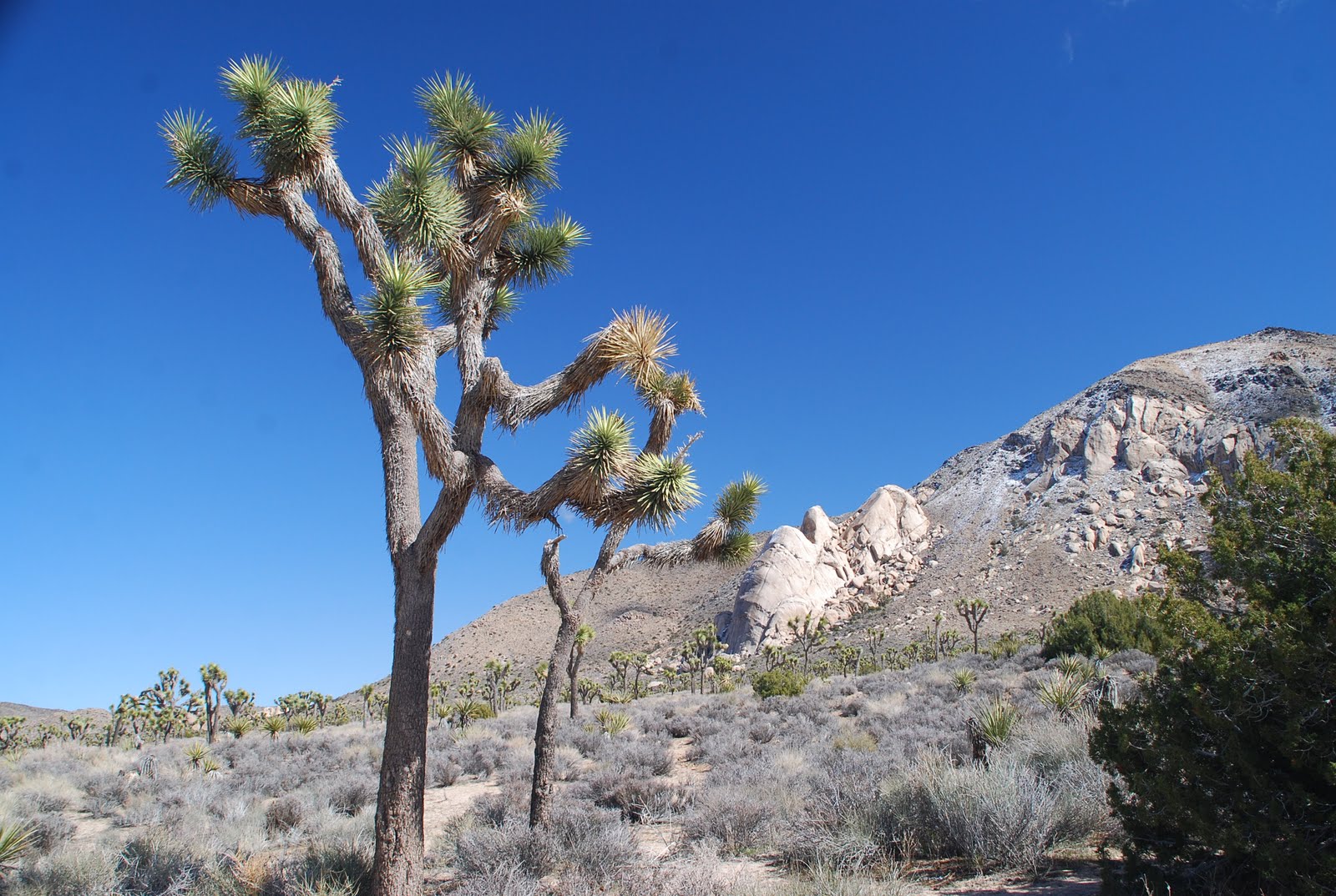 Deserts and Beyond Oyster Bar, Joshua Tree National ParkScenic Sunday