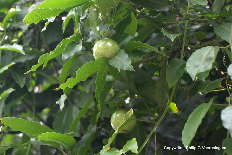philipveerasingam Passion flower and fruits, homegarden, Avissawella